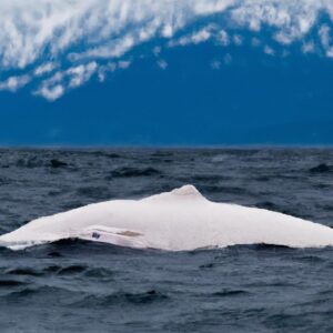 Mystery Surrounds Rare White Whale Sighting