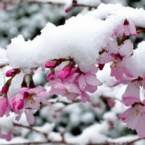 Unexpected Snowstorm Wreaks Havoc on Springtime Bloom