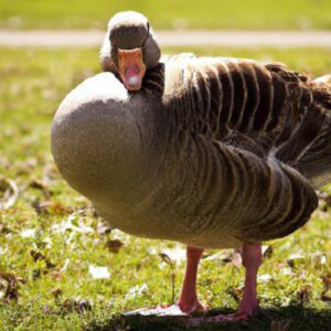 Golden Goose Found in Local Park Stuns Residents