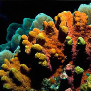 Researchers discover new species of coral reefs in the Pacific Ocean